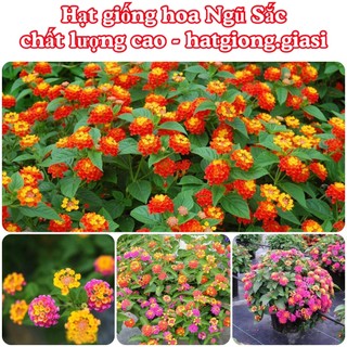 Hạt giống hoa ngũ sắc mix màu