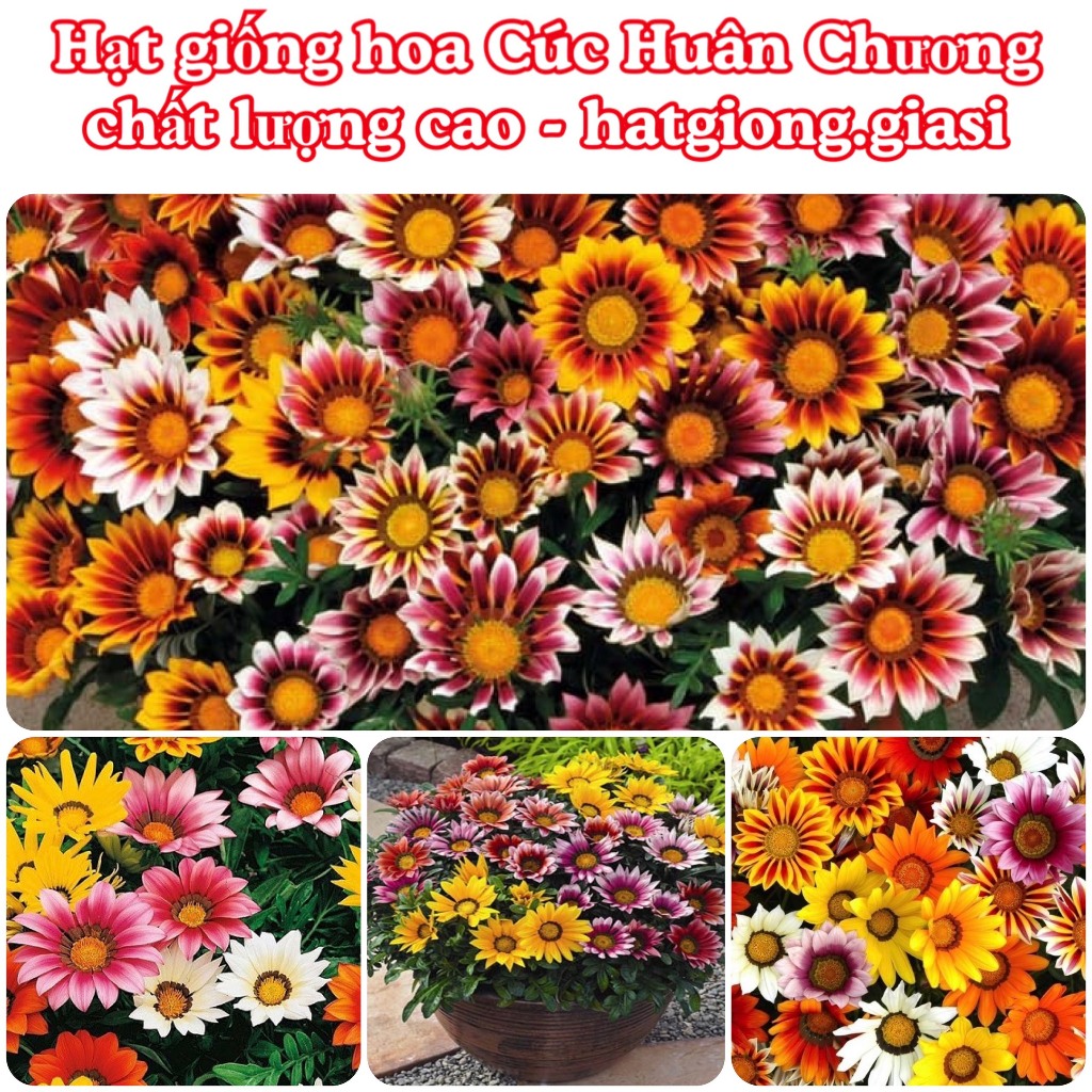 Hạt Giống Hoa Cúc Huân Chương