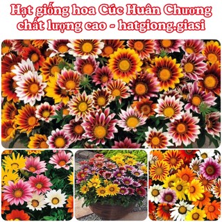 Hạt Giống Hoa Cúc Huân Chương