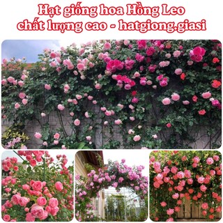 Hạt giống hoa hồng leo mix đủ màu
