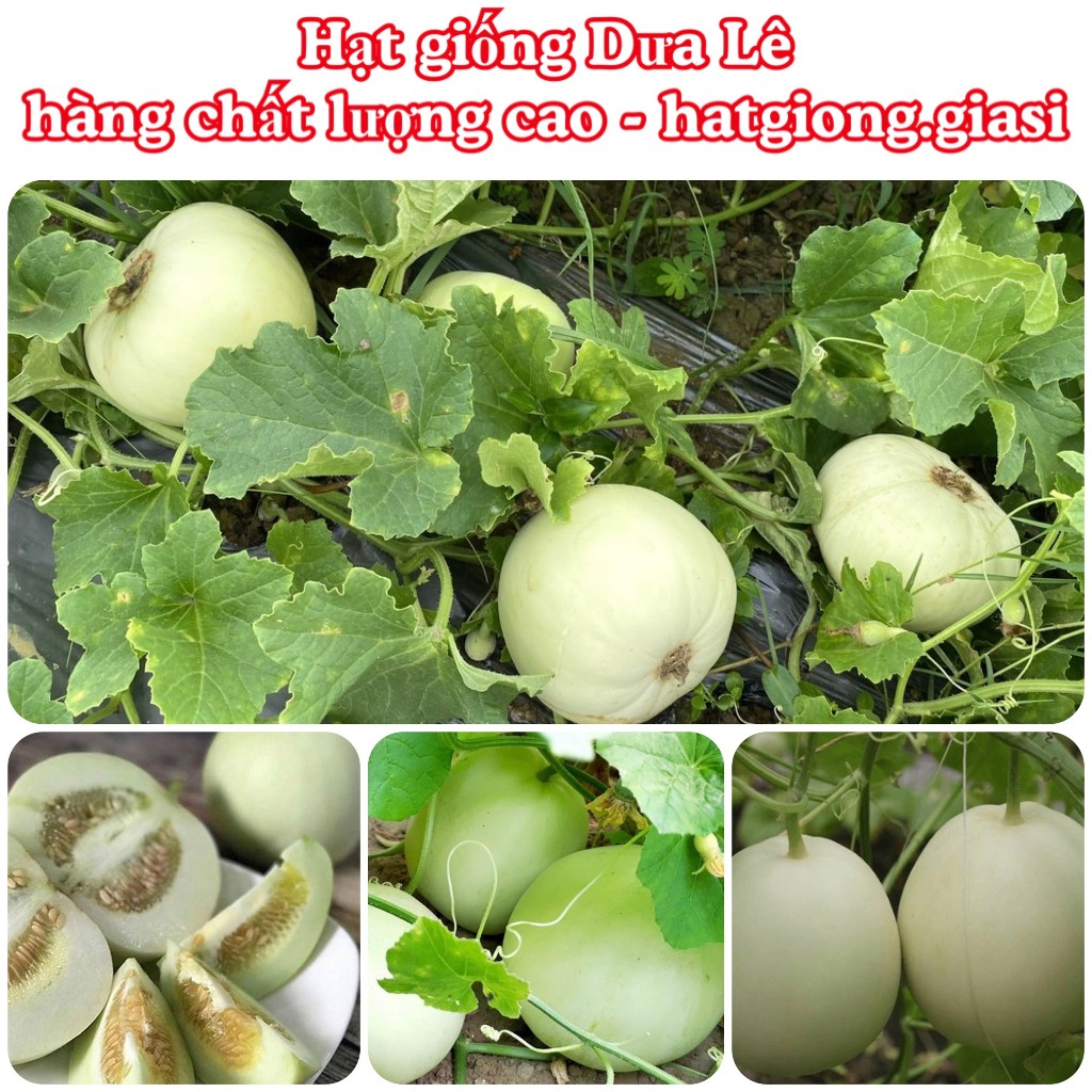 Hạt giống dưa lê siêu ngọt