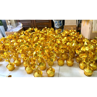 Lá Ngọc Cành Vàng cao 35-38cm