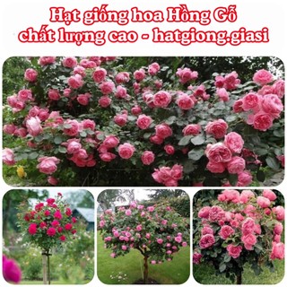 Hạt Giống Hoa Hồng Thân Gỗ Mix Đủ Màu