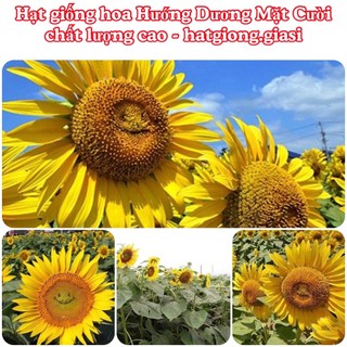 Hạt Giống Hoa Hướng Dương Mặt Cười (gói 5 gram)