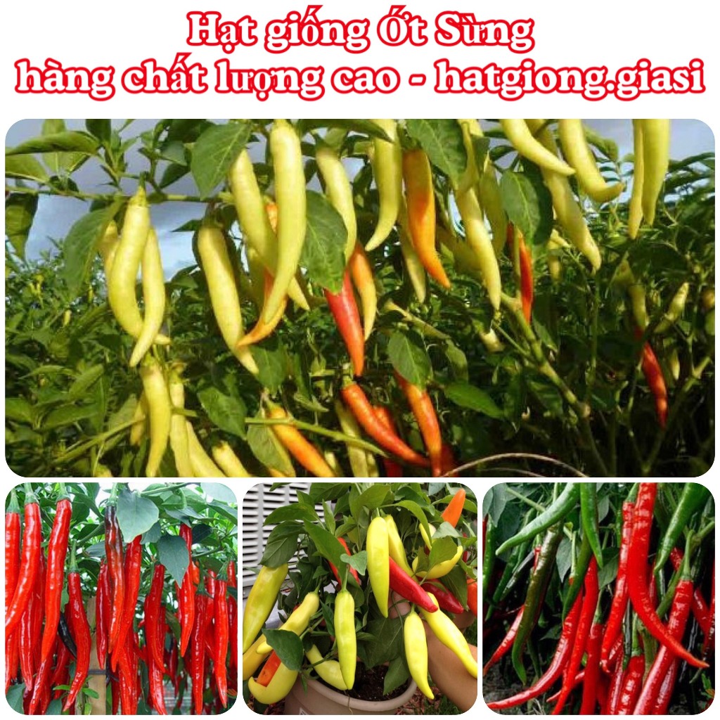 Hạt giống ớt sừng