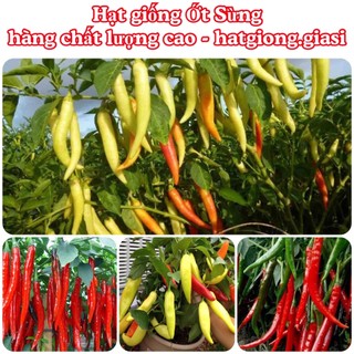 Hạt giống ớt sừng