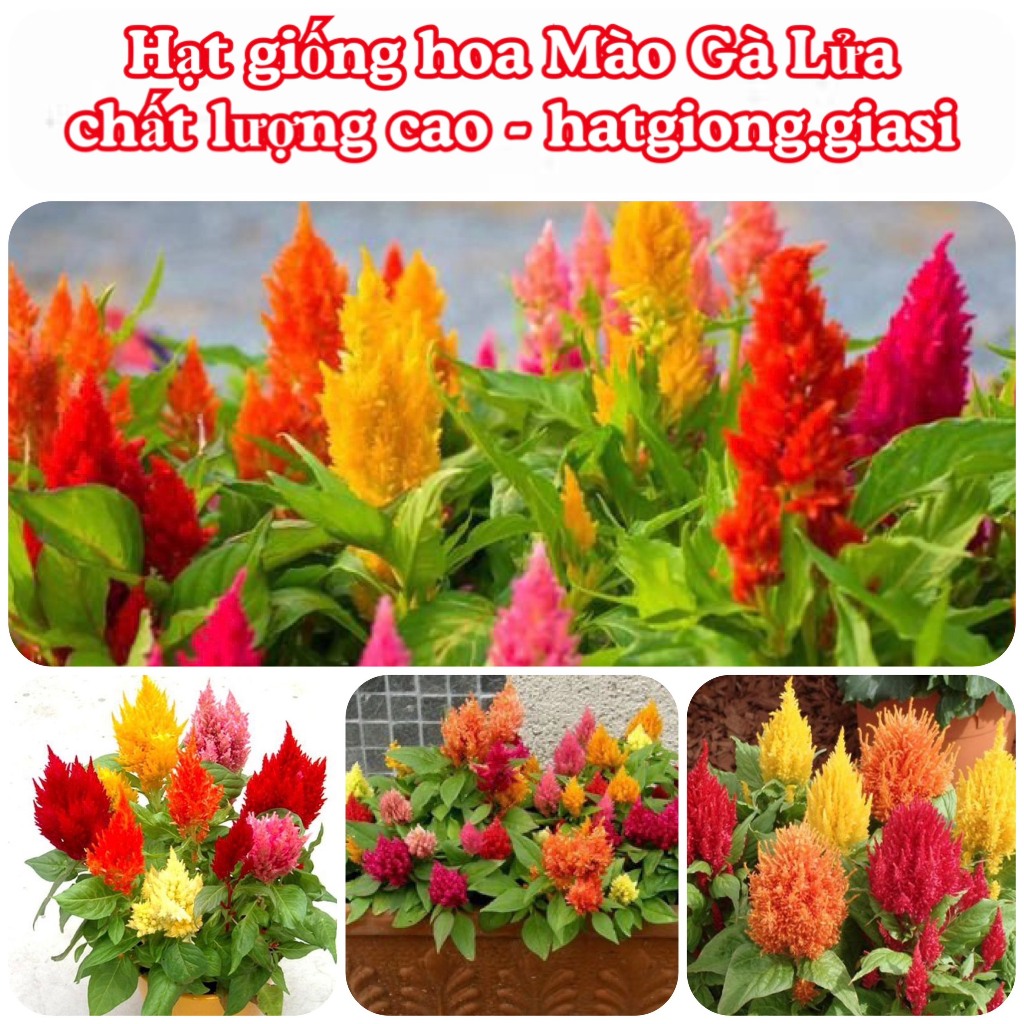 Hạt Giống Hoa Mào Gà Lửa