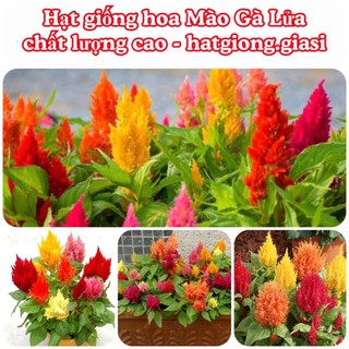 Hạt giống hoa mào gà lửa