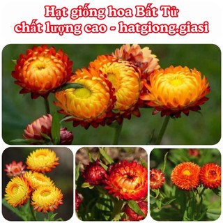 Hạt Giống Hoa Cúc Bất Tử Kép Hoa Phơi Khô