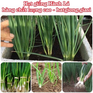 Hạt giống hành lá chịu nhiệt