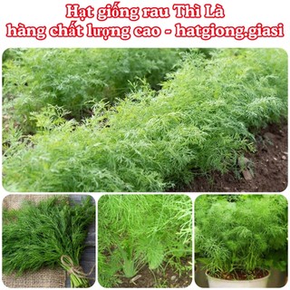 Hạt Giống Rau Thì Là bốn mùa