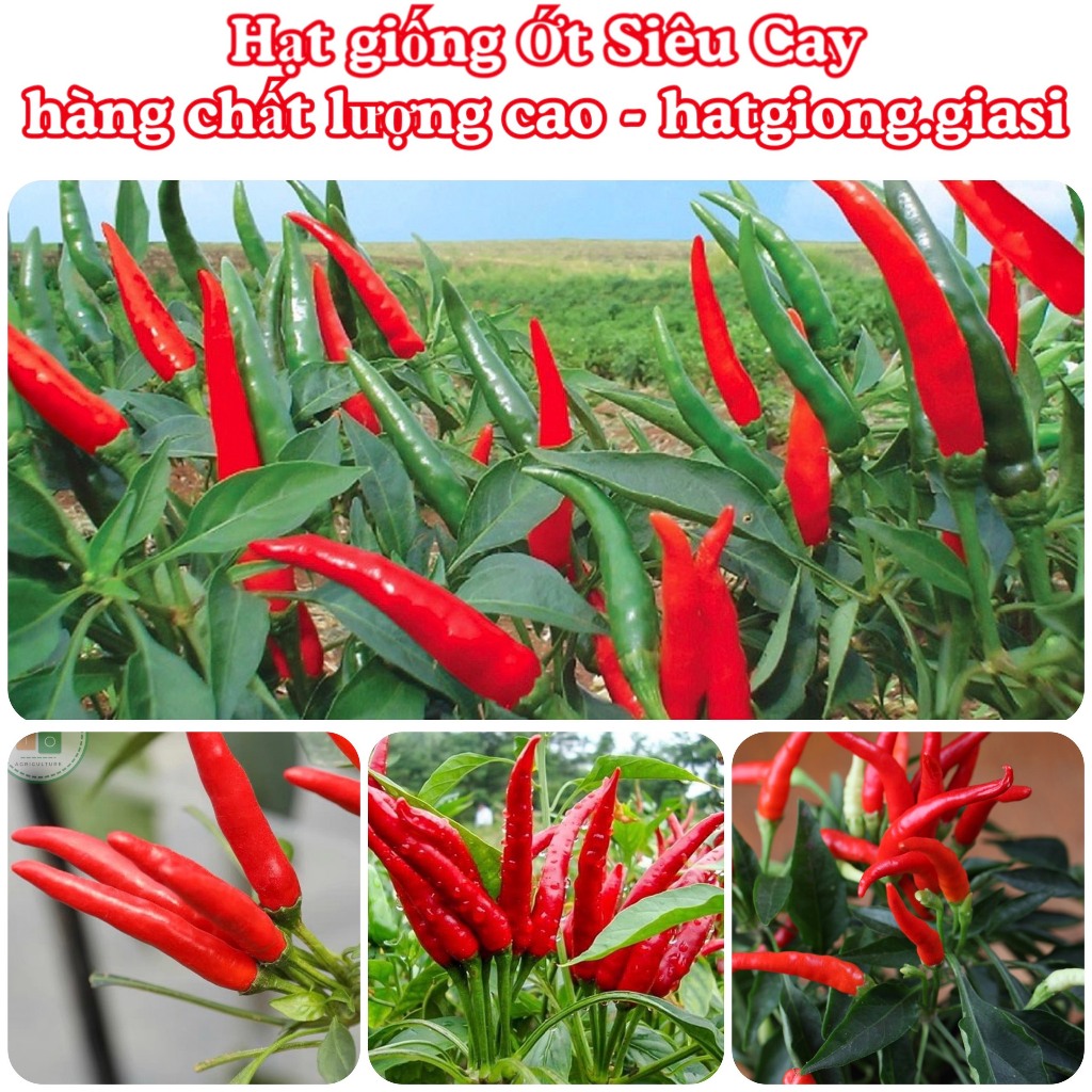 Hạt giống ớt siêu cay