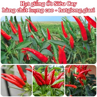 Hạt giống ớt siêu cay
