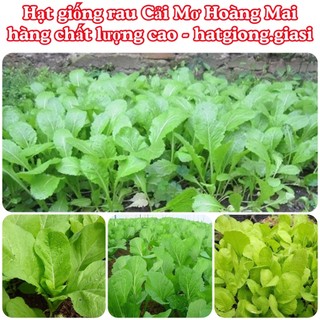 Hạt giống rau cải mơ hoàng mai