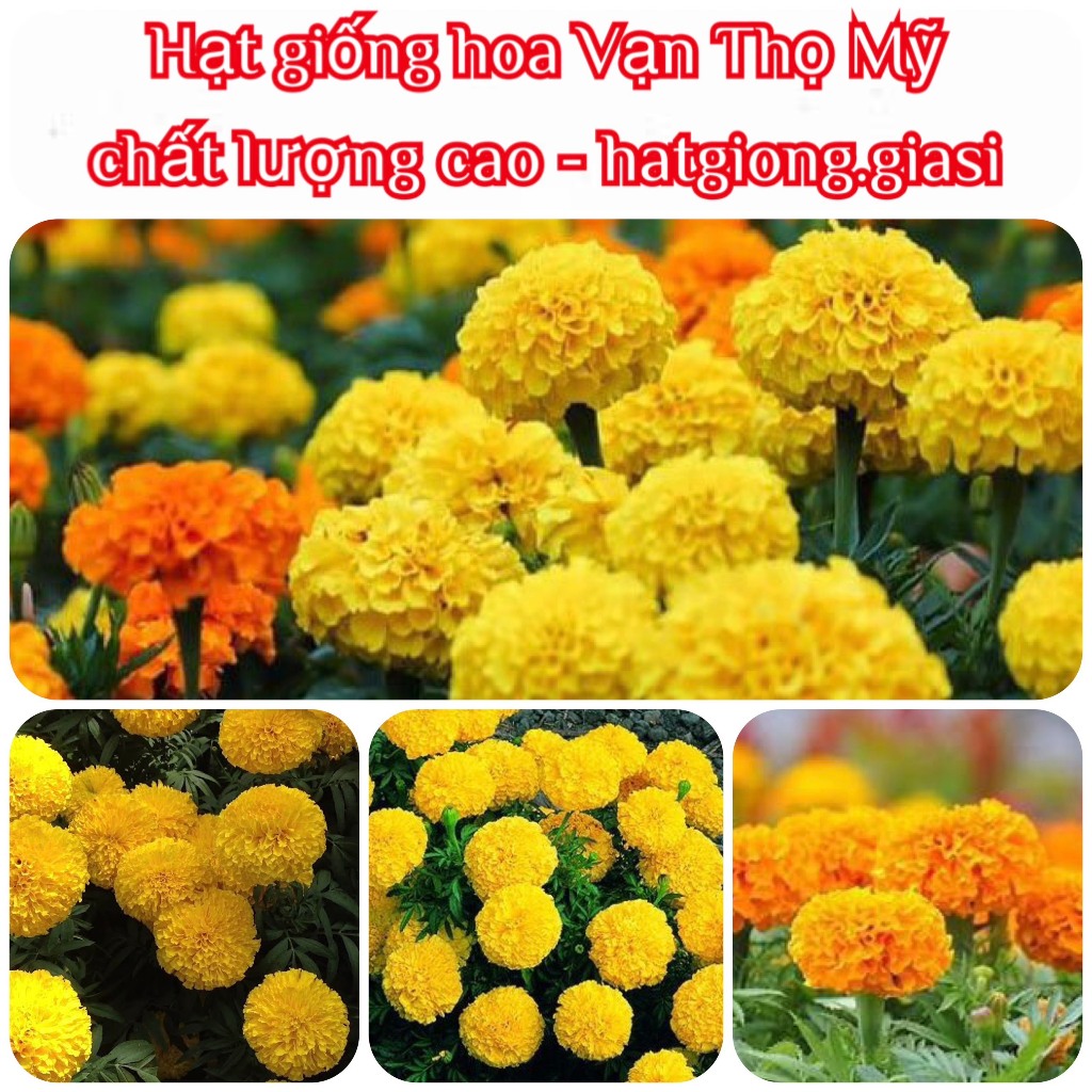Hạt Giống Hoa Vạn Thọ Mỹ