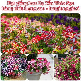 Hạt Giống Hoa Dạ Yến Thảo Sọc Mix Đủ Màu (gói` 400 hạt)