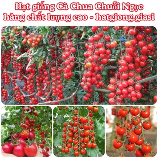 Hạt giống cà chua chuỗi ngọc