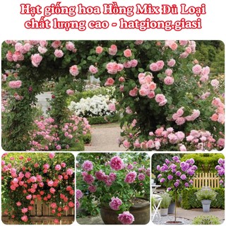Hoa hồng mix đủ loại (hồng bụi, hồng gỗ, hồng leo, hồng tỉ muội)