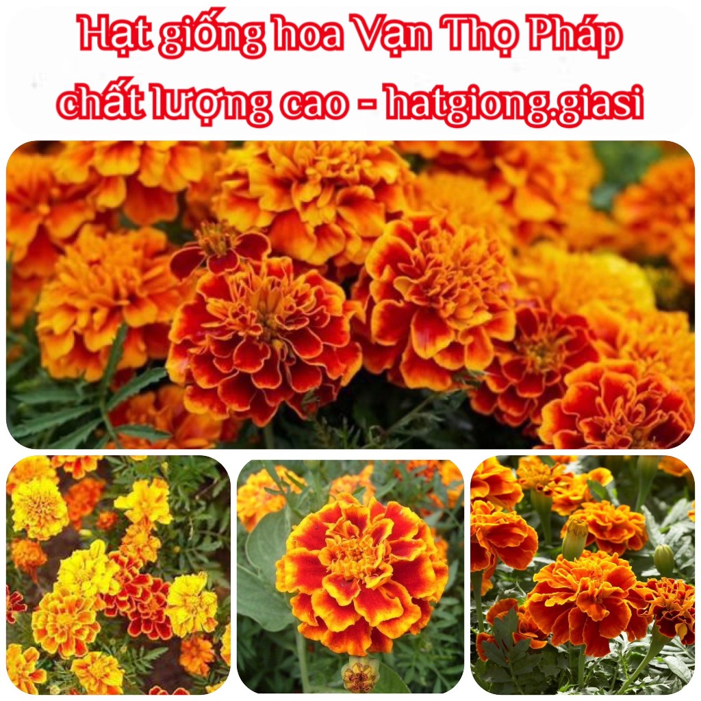 Hạt Giống Hoa Vạn Thọ Pháp