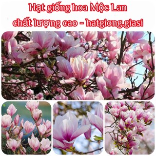 Hạt giống tre siêu măng