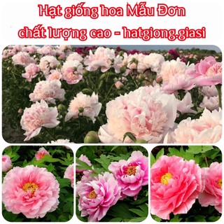 Hạt Giống Hoa Mẫu Đơn Mix Đủ Màu (gói~ 10 hạt)