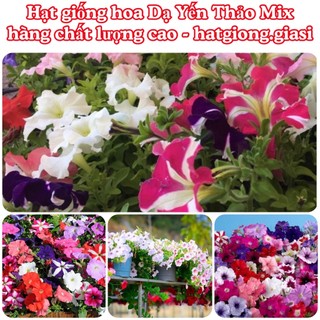 Hạt giống hoa dạ yến thảo mix (~400 hạt)