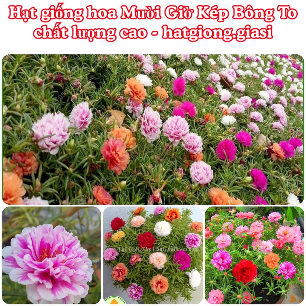 Hạt giống hoa mười giờ kép bông to (600 hạt, tặng kèm phân)