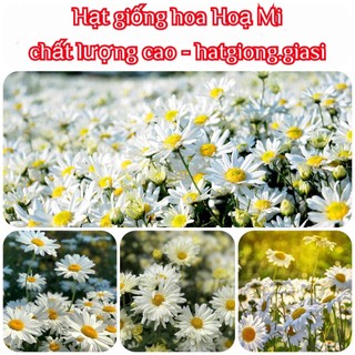 Hạt giống hoa cúc họa mi
