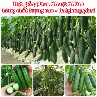 Hạt giống dưa chuột chùm