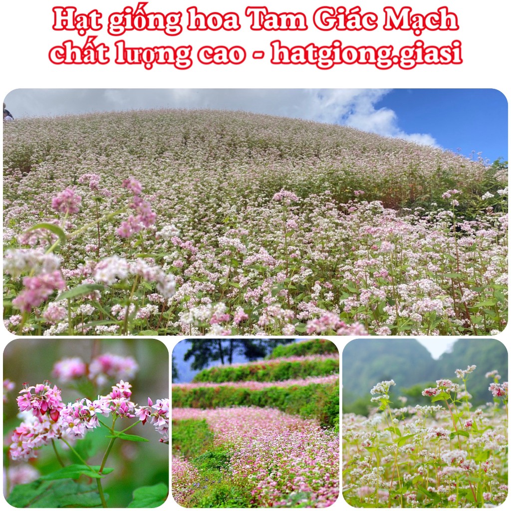 1kg Hạt Giống Hoa Tam Giác Mạch