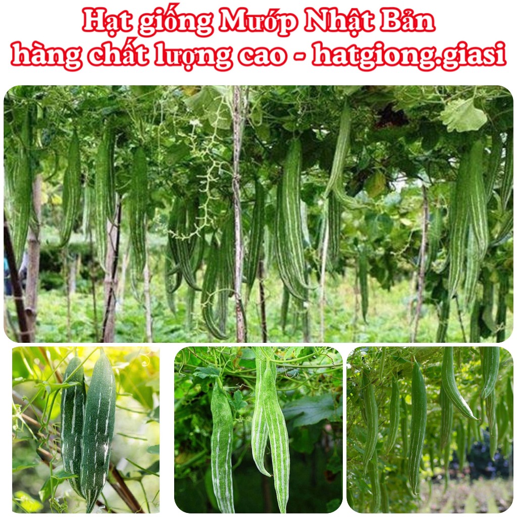 Mướp Nhật Bản