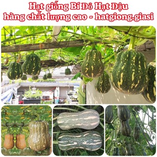 Hạt giống bí đỏ hạt đậu cao sản