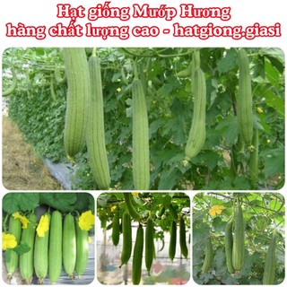 Hạt giống mướp hương thái lan