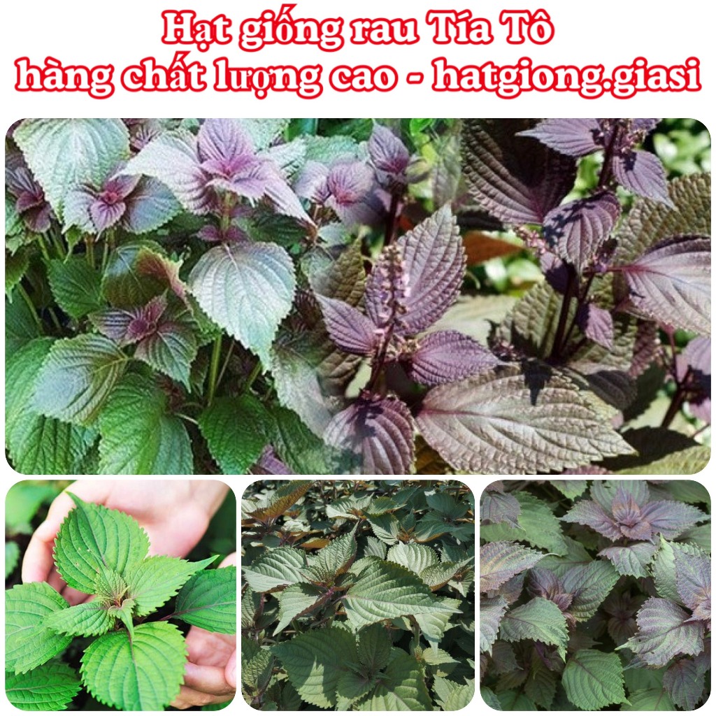 Hạt giống tía tô