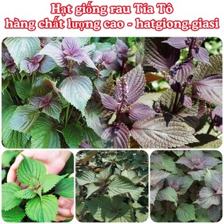 Hạt giống tía tô