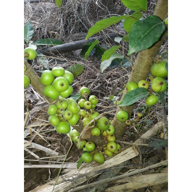 Cây sung nếp siêu quả