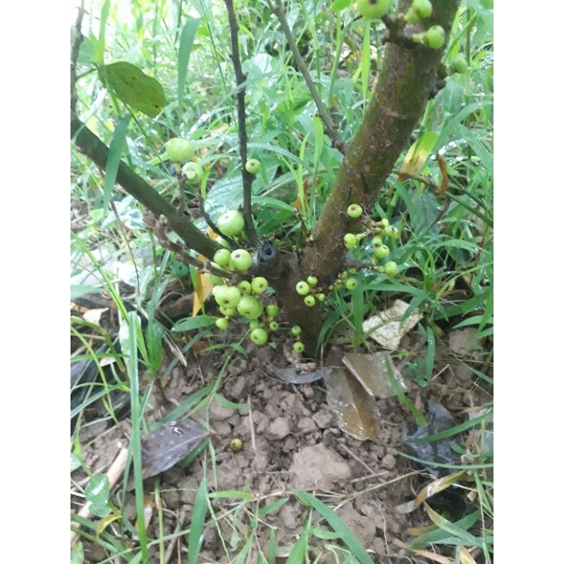 Cây sung nếp siêu quả