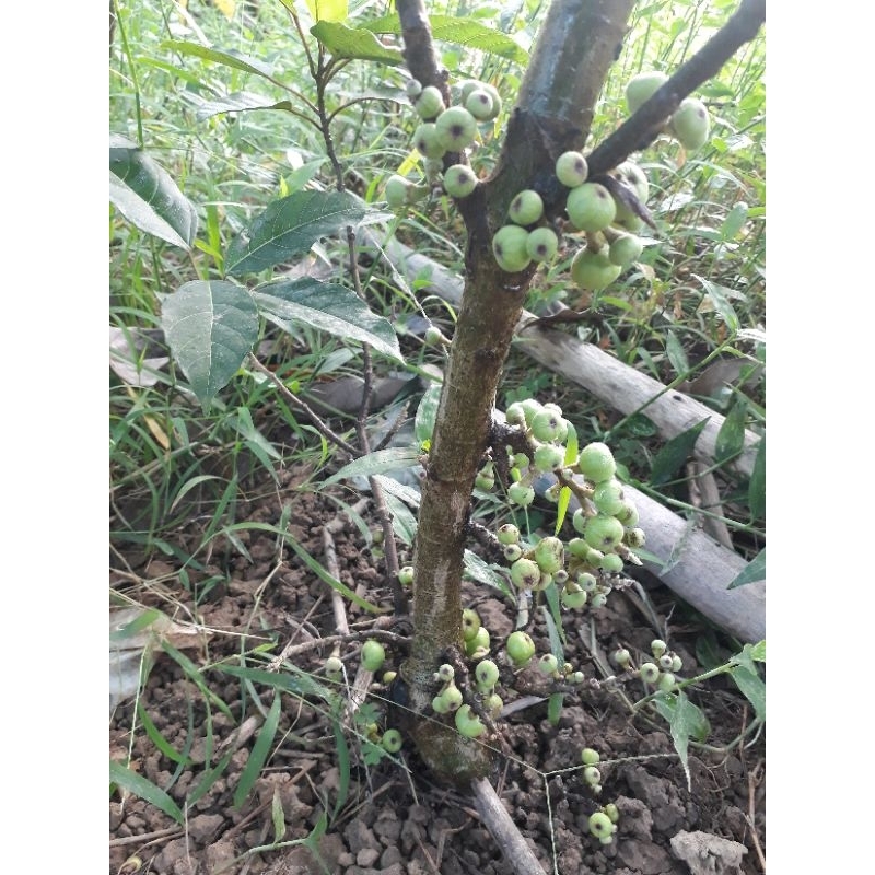 Cây sung nếp siêu quả