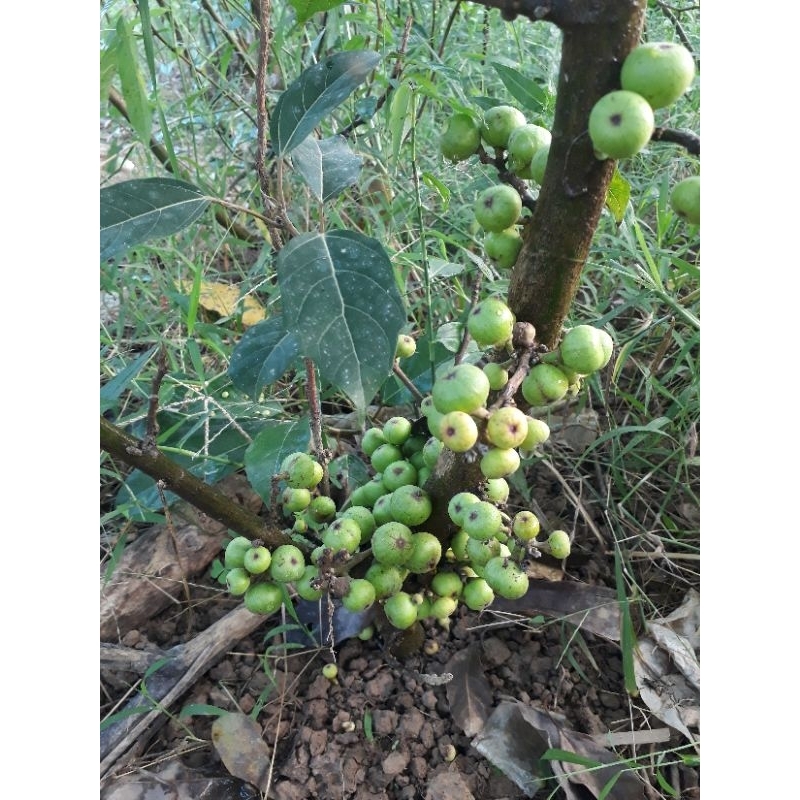 Cây sung nếp siêu quả