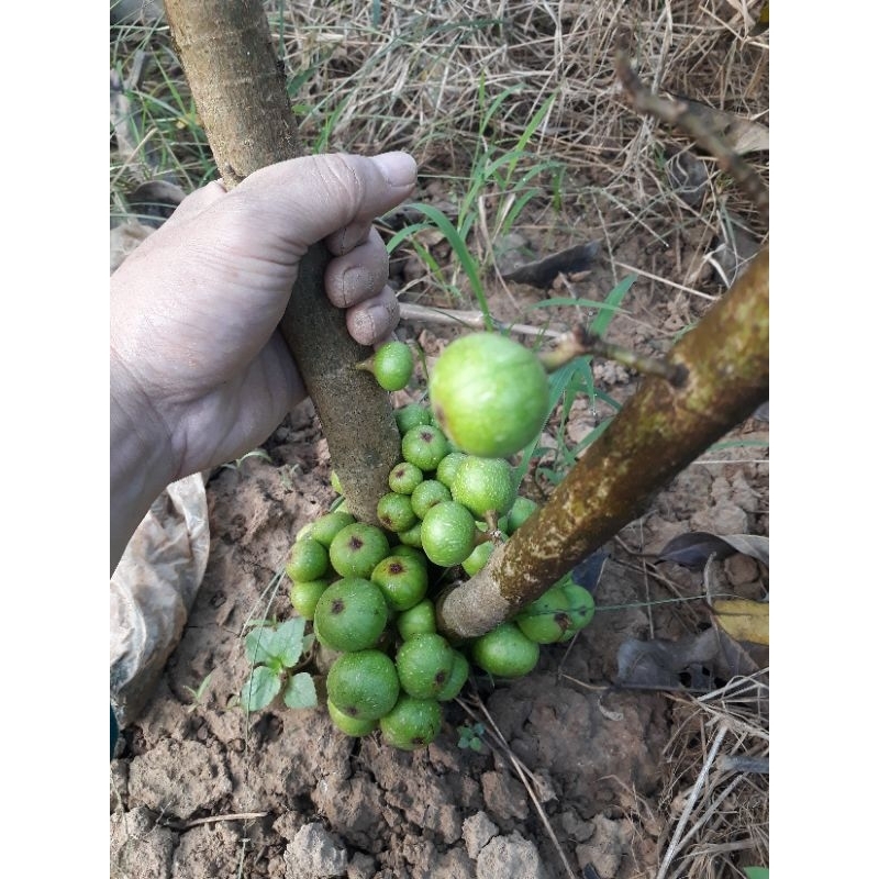 Cây sung nếp siêu quả