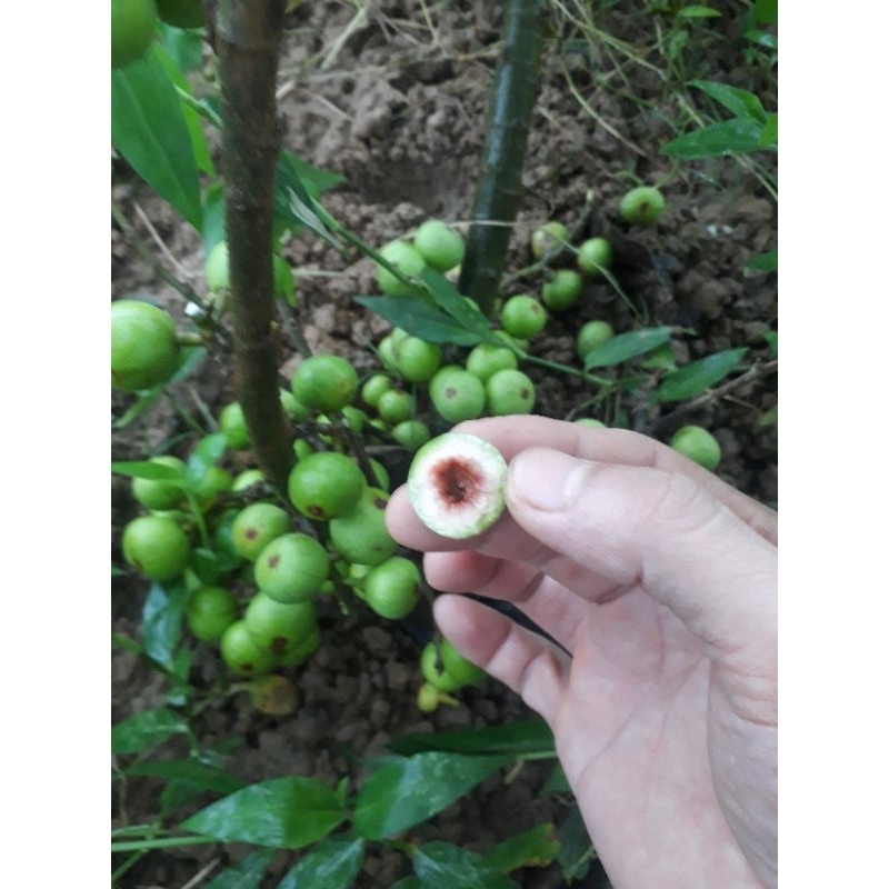 Cây sung nếp siêu quả