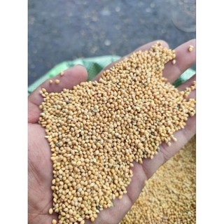 [Gói 500G - 1Kg] Hạt kê bóng thức ăn chim gà hamster