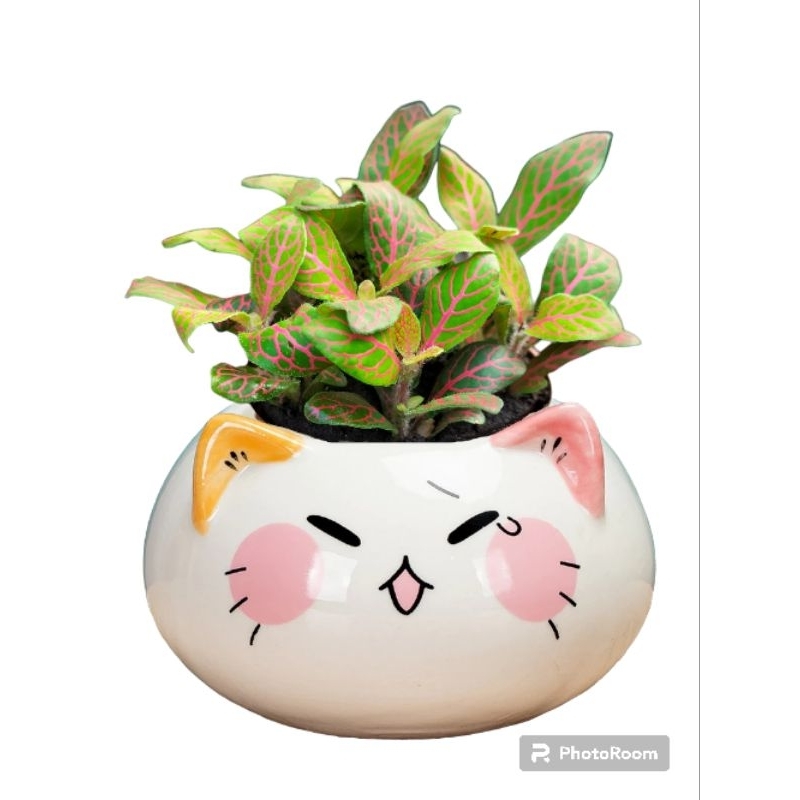 Cây cẩm nhung Fittonia, lá may mắn nhiều màu đẹp.