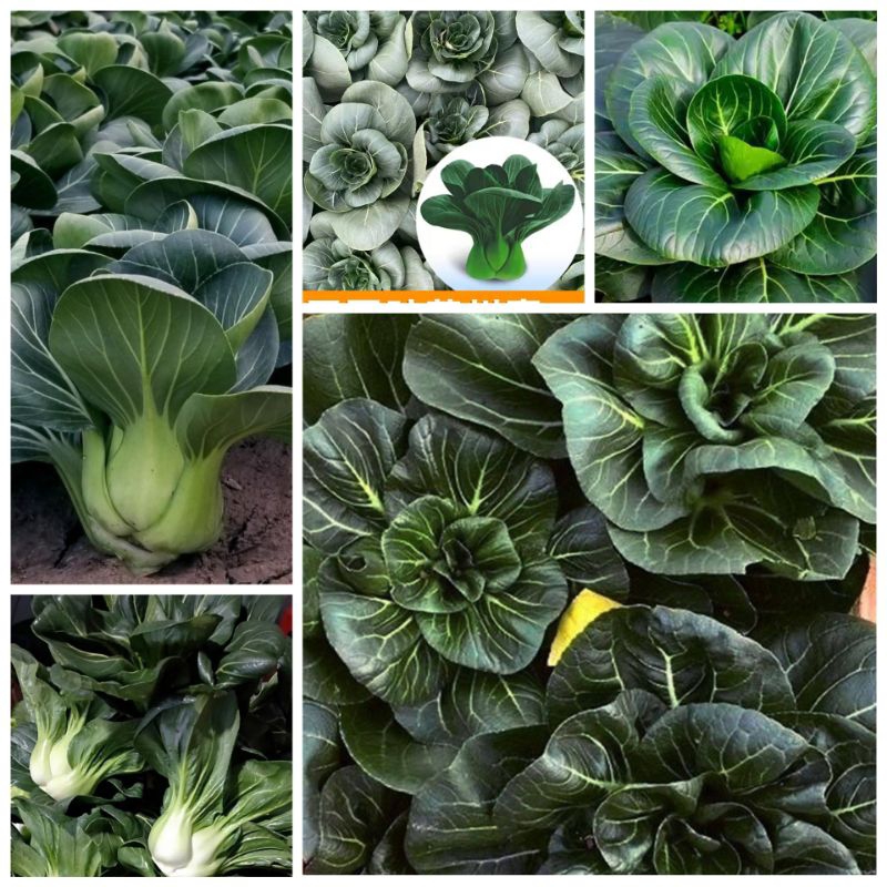 1000 Hạt giống cải pochoy xanh Gim pak F1_ Cây to, cuộn nảy 99%