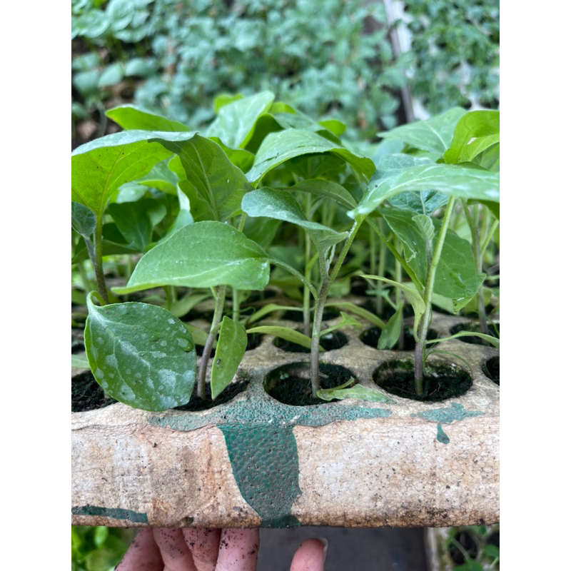 Cây giống Cà tím trái dài