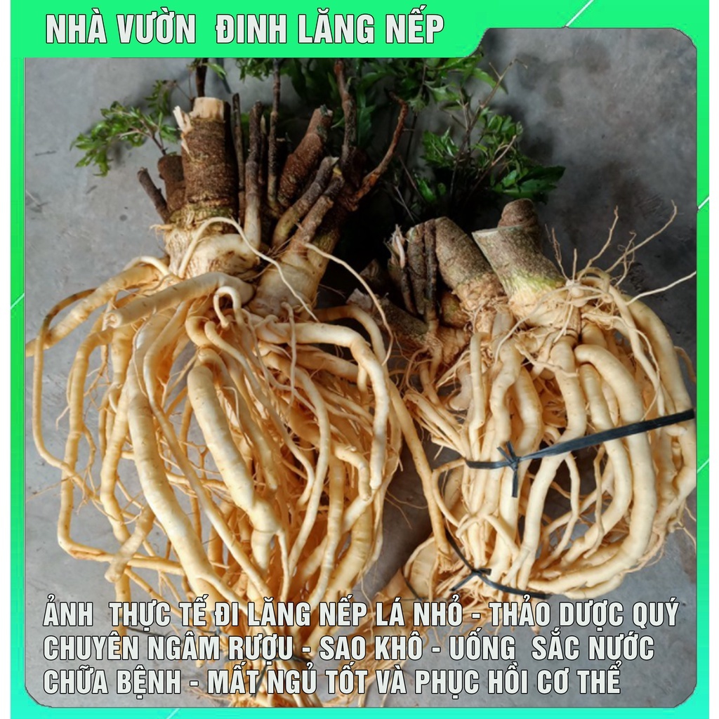 CỦ ĐINH LĂNG NẾP LÁ NHỎ, CÂY TRÊN 7 NĂM TUỔI, NƠI TRỒNG: TRỰC ĐẠI-TRỰC NINH-NAM ĐỊNH