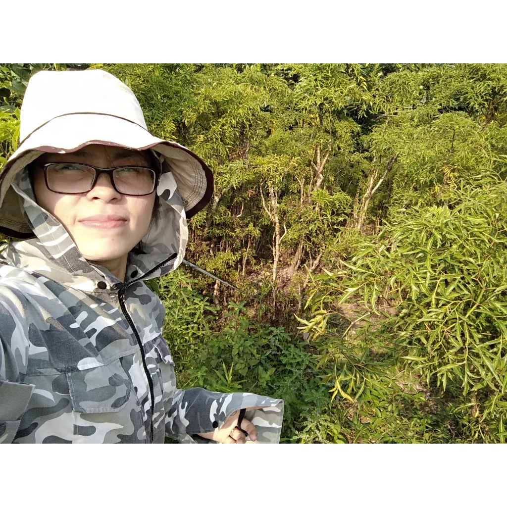CỦ ĐINH LĂNG NẾP LÁ NHỎ, CÂY TRÊN 7 NĂM TUỔI, NƠI TRỒNG: TRỰC ĐẠI-TRỰC NINH-NAM ĐỊNH
