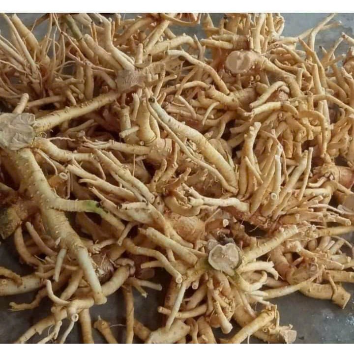 CỦ ĐINH LĂNG NẾP LÁ NHỎ, CÂY TRÊN 7 NĂM TUỔI, NƠI TRỒNG: TRỰC ĐẠI-TRỰC NINH-NAM ĐỊNH