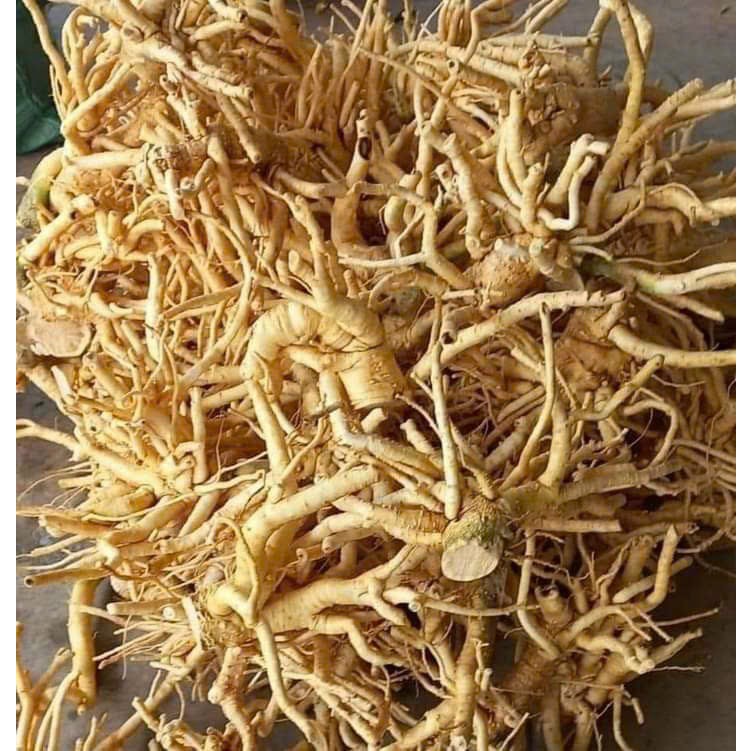 CỦ ĐINH LĂNG NẾP LÁ NHỎ, CÂY TRÊN 7 NĂM TUỔI, NƠI TRỒNG: TRỰC ĐẠI-TRỰC NINH-NAM ĐỊNH