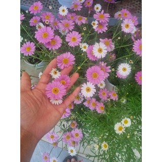 Chậu hoa cúc hoạ mi